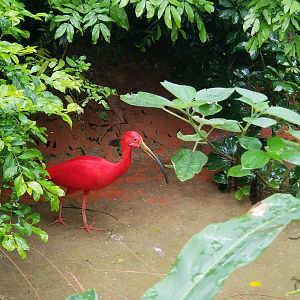 Scarlet Ibis