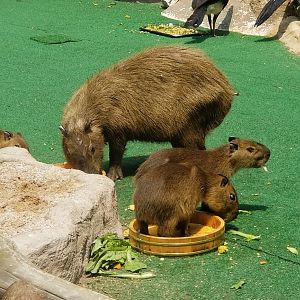 Capybara