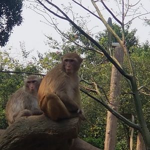 Rhesus Macaque
