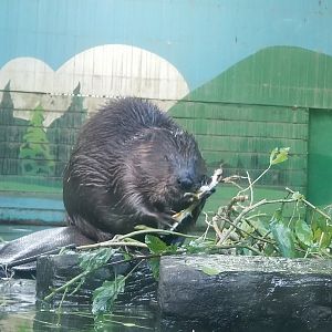 North American Beaver