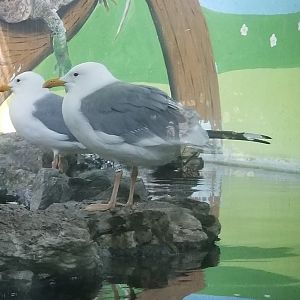 European Herring Gull