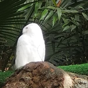 Snowy Owl