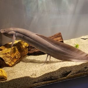 West African Lungfish