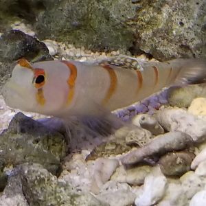 Randall's Prawn Goby