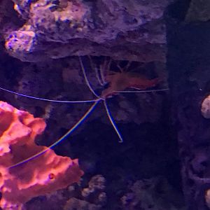 Pacific Cleaner Shrimp