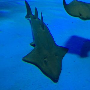 Bottlenose Wedgefish