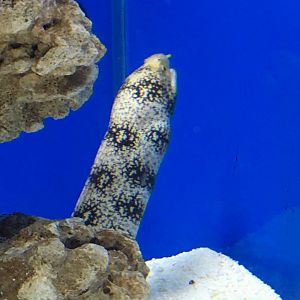 Snowflake Moray
