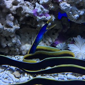Ribbon Eel