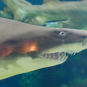 Grey Nurse Shark