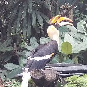 Great Indian Hornbill