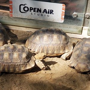 Radiated Tortoise