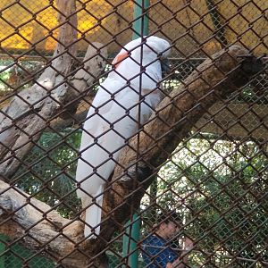 Salmon-crested Cockatoo