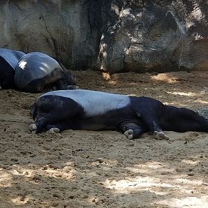 Malayan Tapir