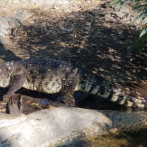 Saltwater Crocodile