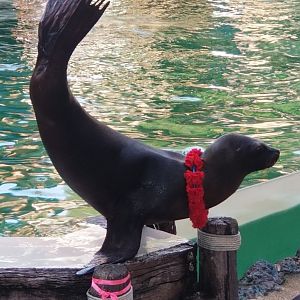 California Sea Lion