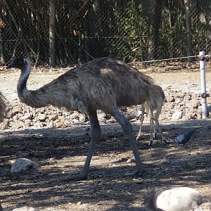 Emu