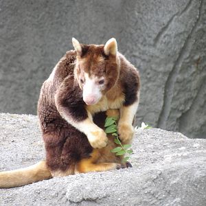 Matchies's Tree Kangaroo "Almond Joy"