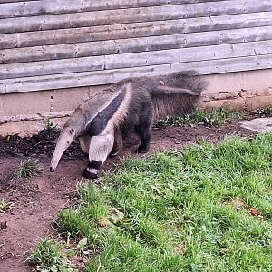 Giant Anteater