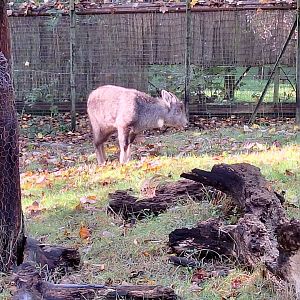 Chinese Goral