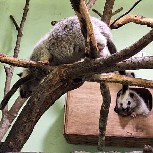 Northern Luzon Giant Cloud Rats