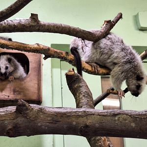 Northern Luzon Giant Cloud Rats