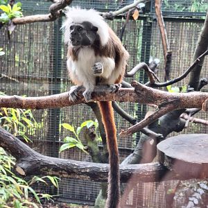 Cottontop Tamarin