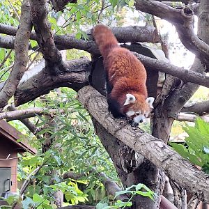 Red Panda