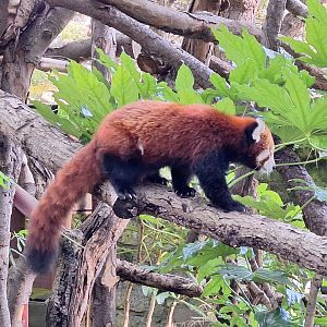 Red Panda