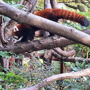 Red Panda