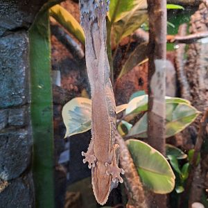 Henkel's Leaf-tailed Gecko
