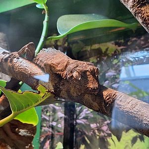 Henkel's Leaf-tailed Gecko