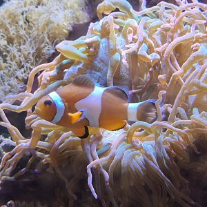 Clownfish