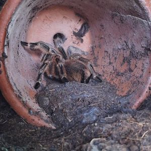 Chilean Rose Tarantula