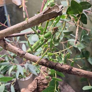 Lime Green Stick Insect