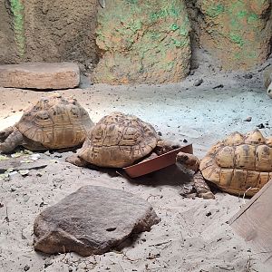 Leopard Tortoises