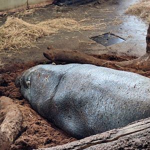 Pygmy Hippopotamus
