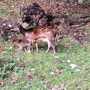 Visayan Spotted Deer