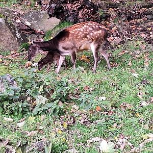 Visayan Spotted Deer