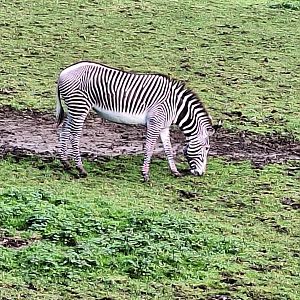 Zebra