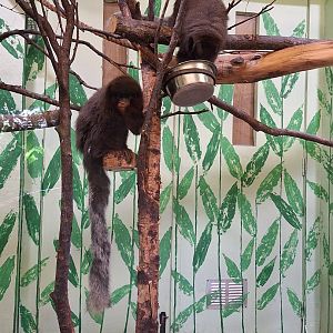 Coppery Titi Monkeys