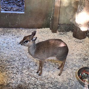 Kirk's Dik-Dik