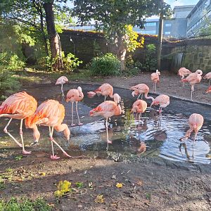 Flamingos