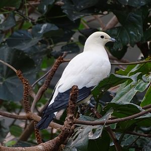 Pied Imperial-pigeon (Ducula bicolor)