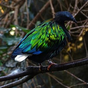 Nicobar pigeon (Caloenas nicobarica)