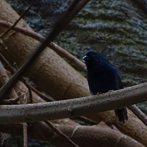 Tricolor parrotfinch (Erythrura tricolor)