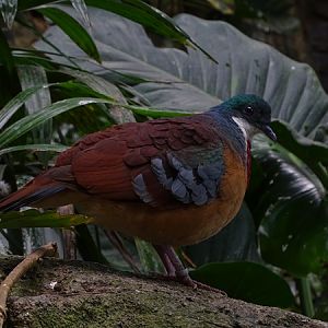 Mindanao bleeding-heart (Gallicolumba crinigera)