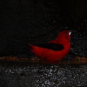 Brazilian tanager (Ramphocelus bresilia)