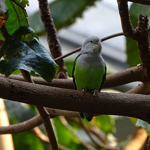 Grey-headed lovebird (Agapornis canus)