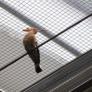 Eurasian hoopoe (Upupa epops epops)