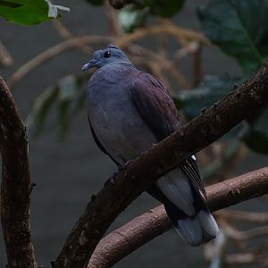 Malagasy turtle-dove (Nesoenas picturatus picturatus)